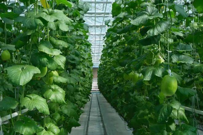 寿光有机蔬菜种植技术