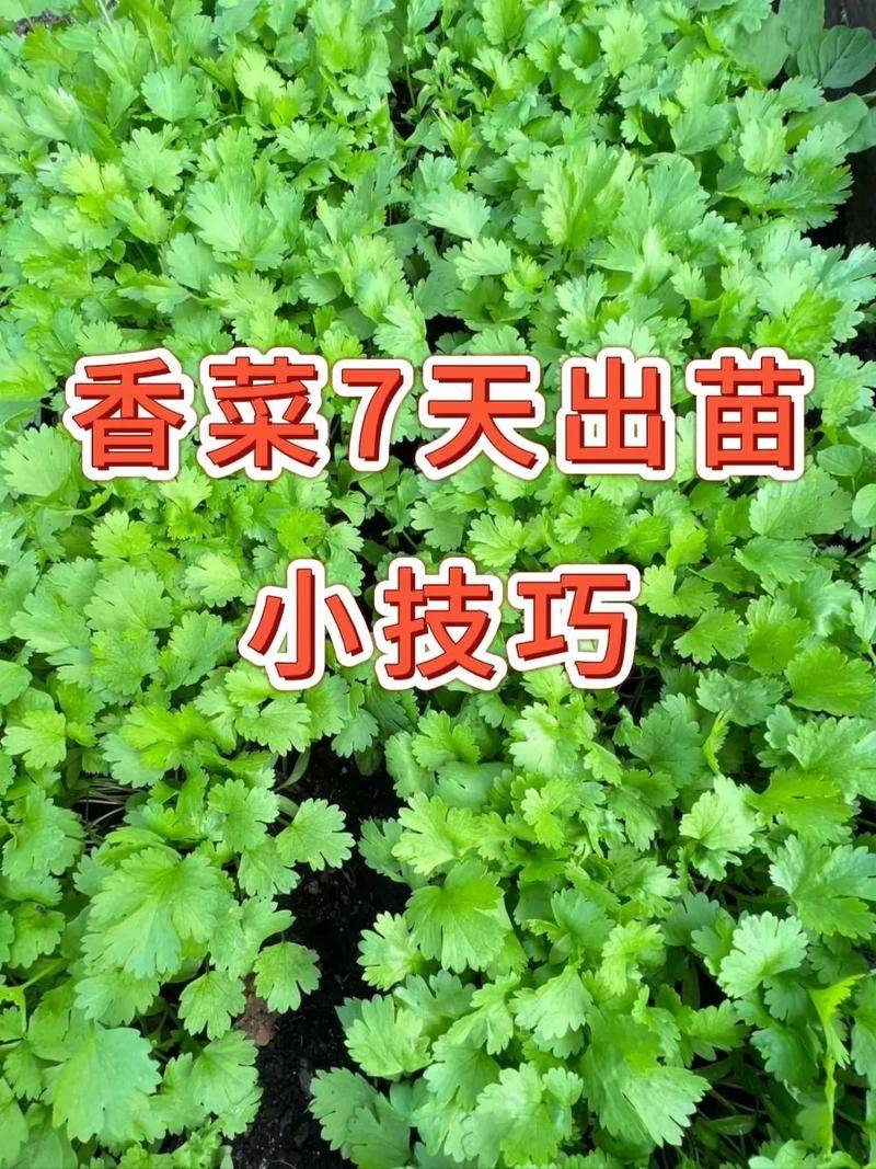 Video of the method of growing the cauliflower