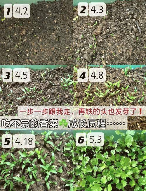 Video of the method of growing the cauliflower