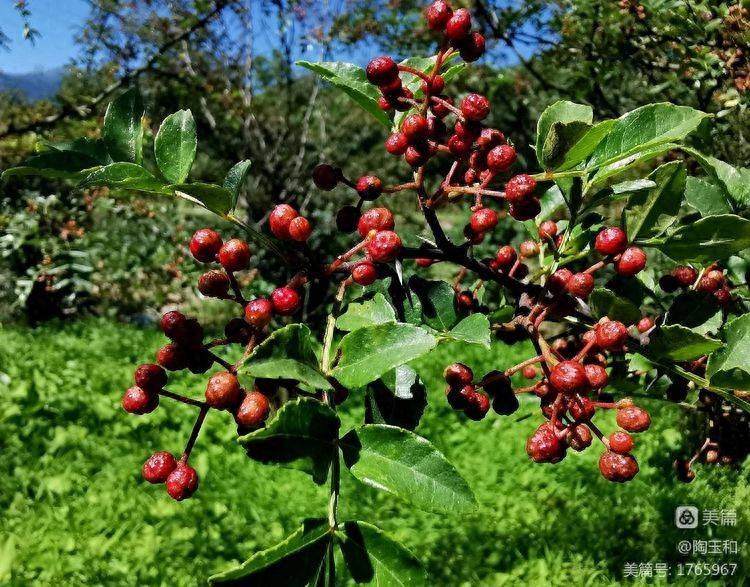 Picture of the method of planting the pepper tree