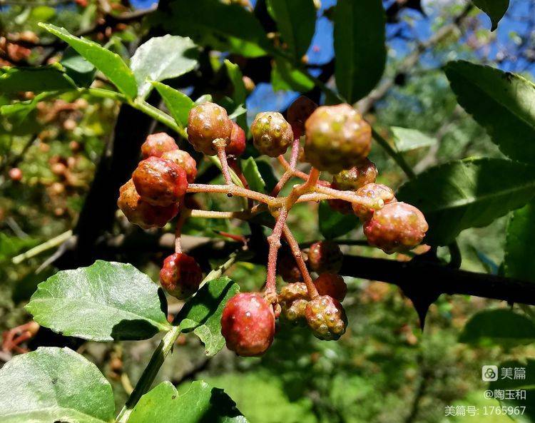 Picture of the method of planting the pepper tree