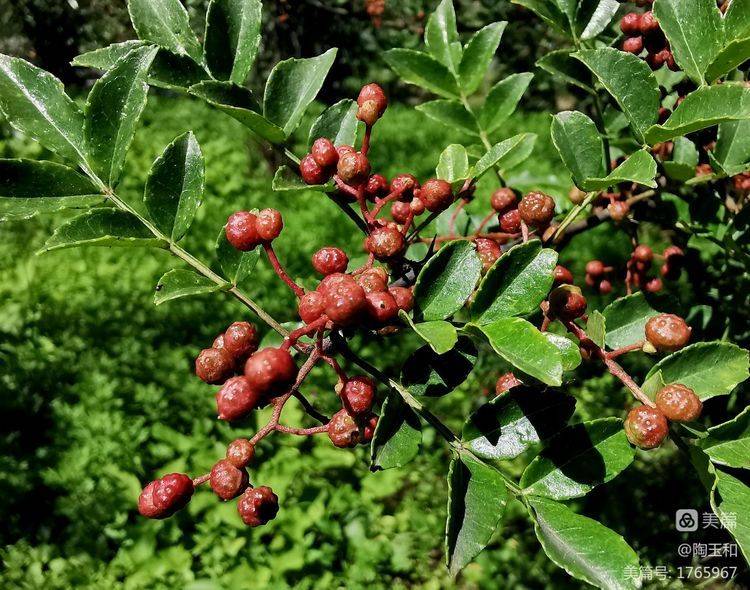 Picture of the method of planting the pepper tree