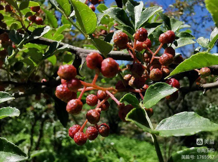 Picture of the method of planting the pepper tree