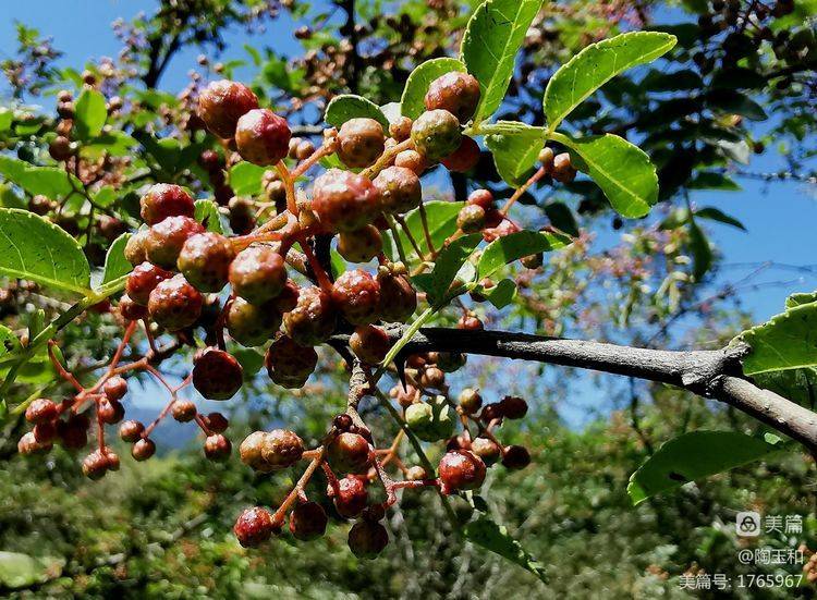 Picture of the method of planting the pepper tree