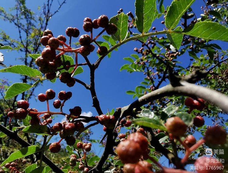 Picture of the method of planting the pepper tree