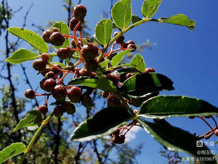 Picture of the method of planting the pepper tree
