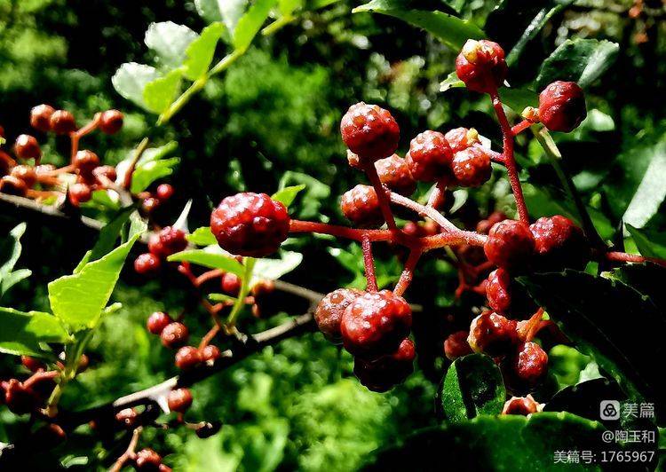 Picture of the method of planting the pepper tree