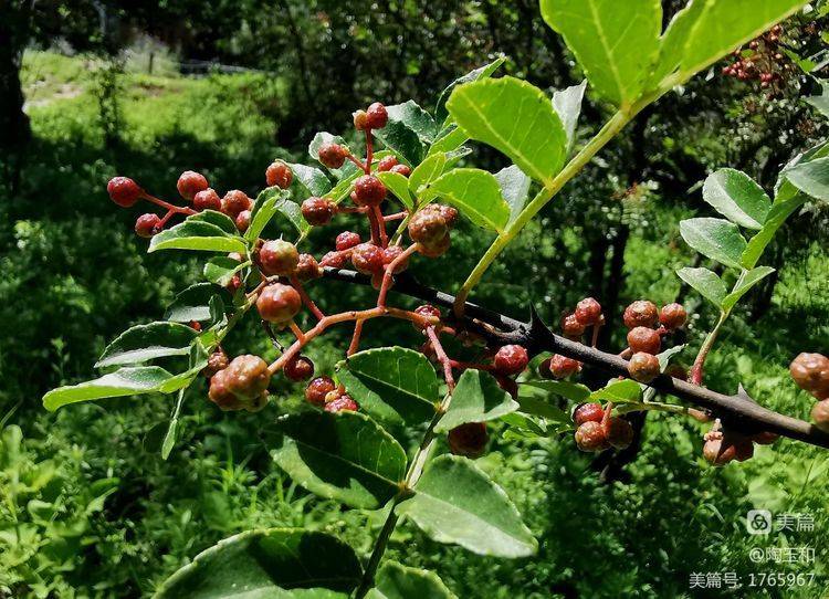 Picture of the method of planting the pepper tree