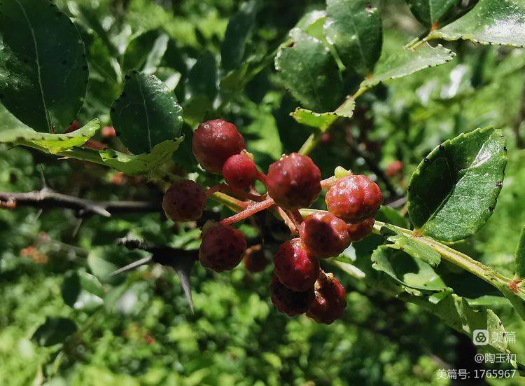 Picture of the method of planting the pepper tree