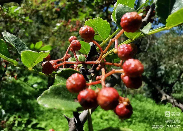 Picture of the method of planting the pepper tree