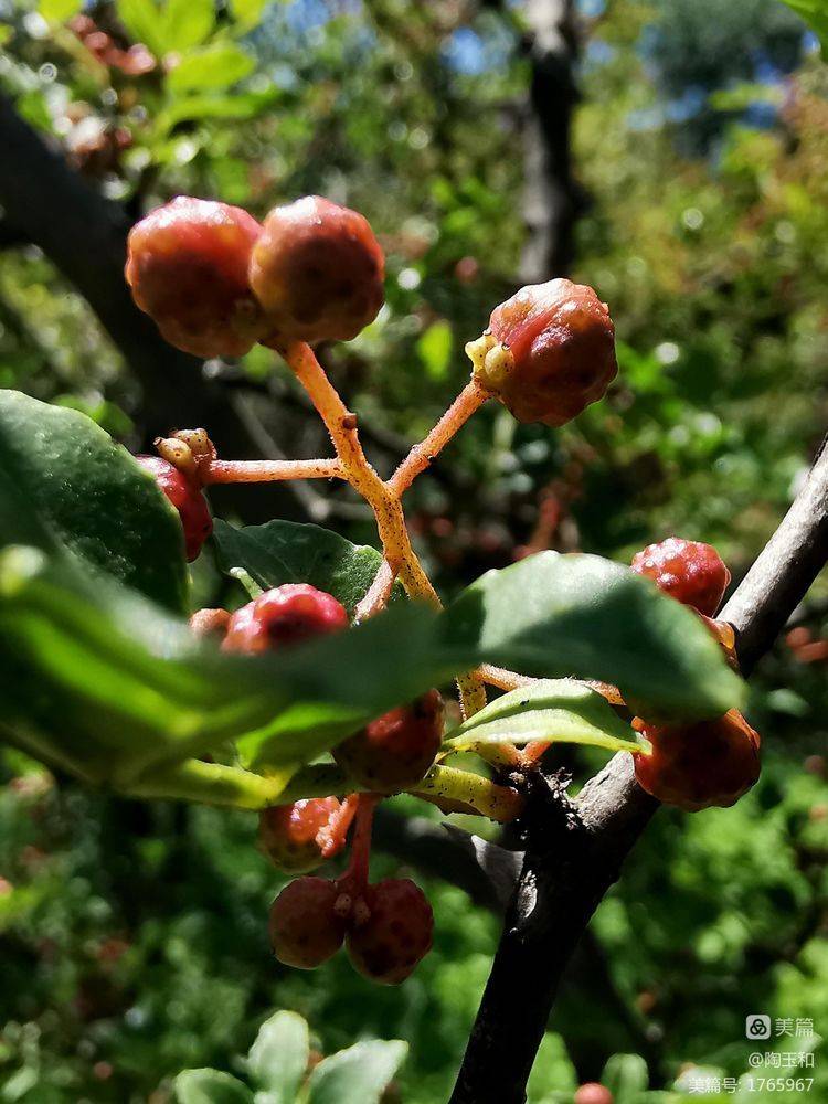 Picture of the method of planting the pepper tree