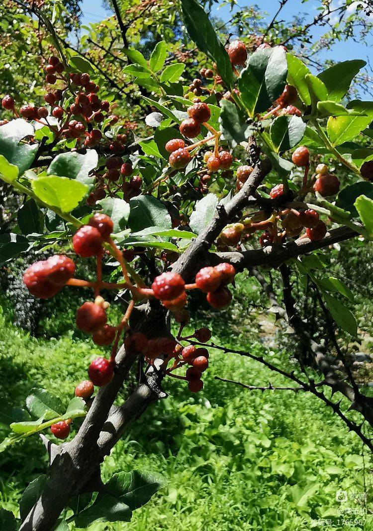 Picture of the method of planting the pepper tree