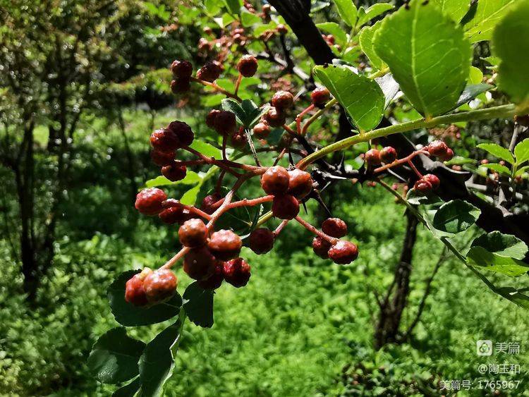 Picture of the method of planting the pepper tree