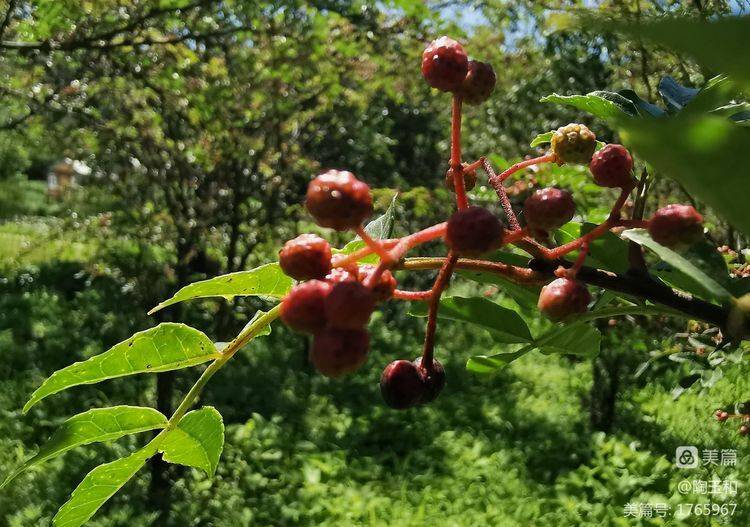 Picture of the method of planting the pepper tree