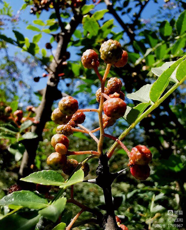 Picture of the method of planting the pepper tree
