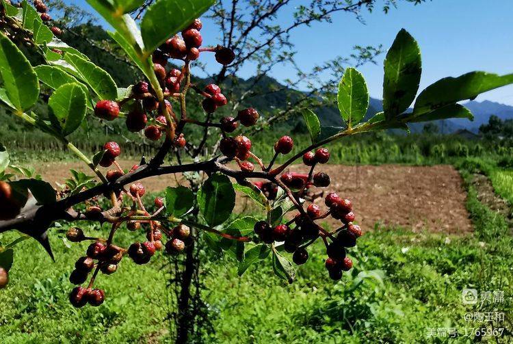 Picture of the method of planting the pepper tree