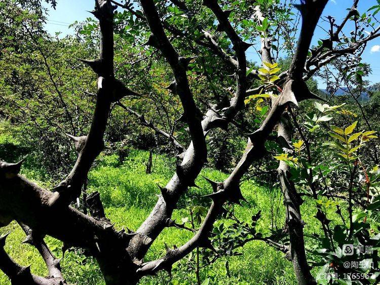 Picture of the method of planting the pepper tree