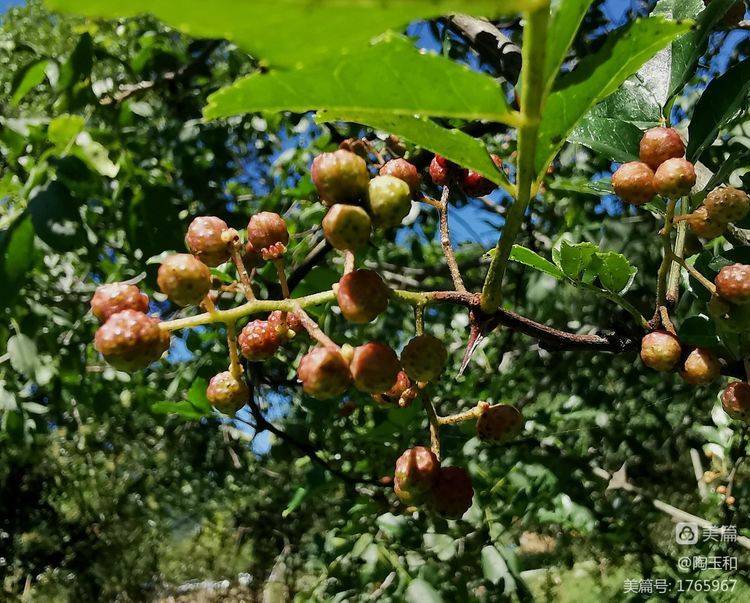 Picture of the method of planting the pepper tree