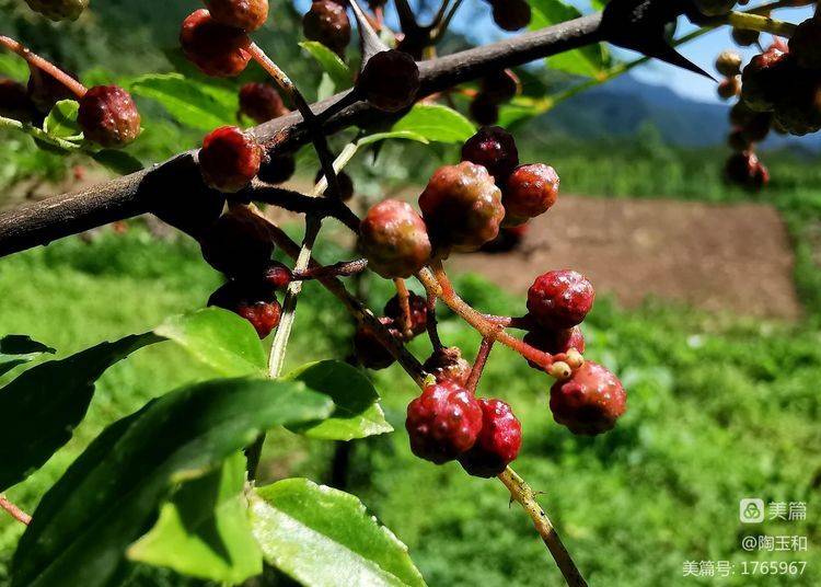 Picture of the method of planting the pepper tree