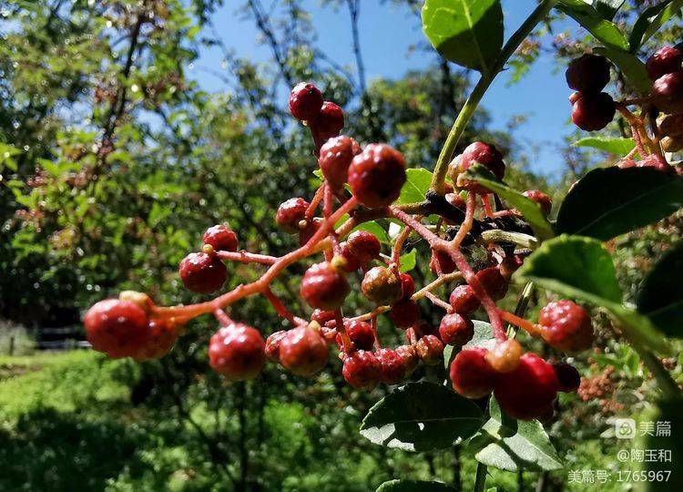 Picture of the method of planting the pepper tree
