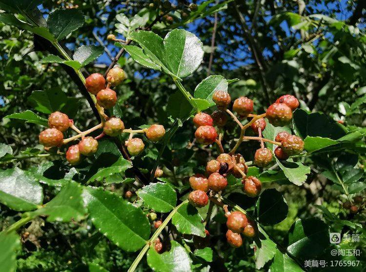 Picture of the method of planting the pepper tree