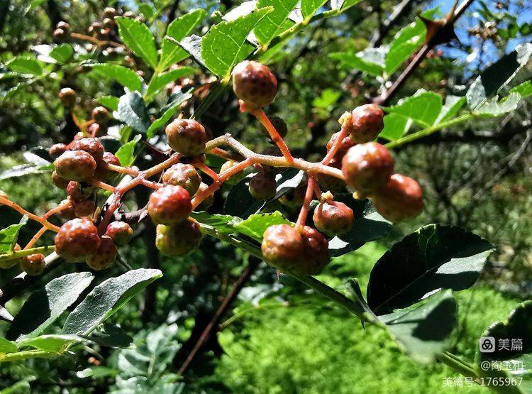 Picture of the method of planting the pepper tree
