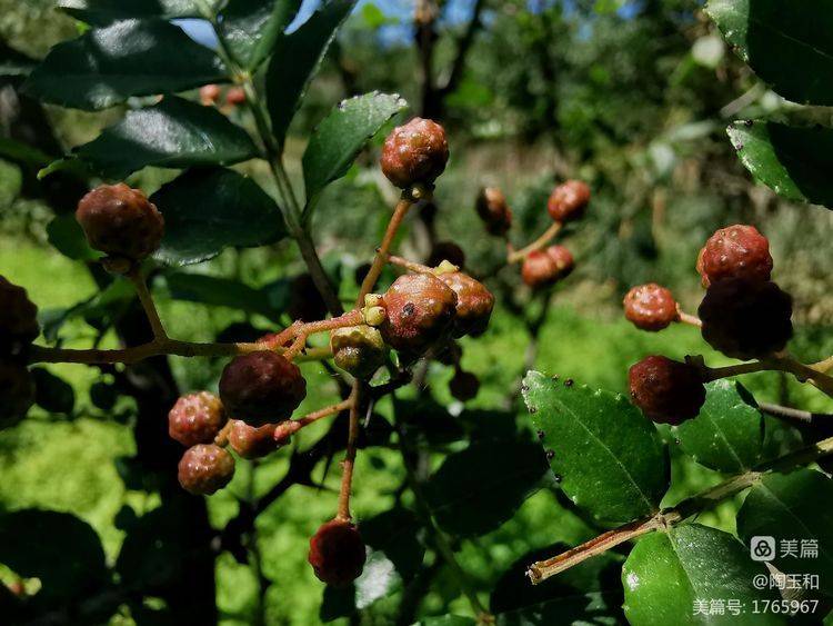 Picture of the method of planting the pepper tree