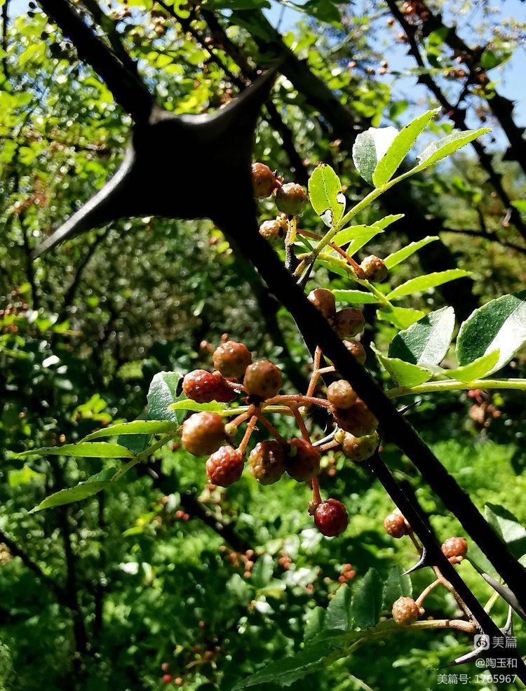 Picture of the method of planting the pepper tree