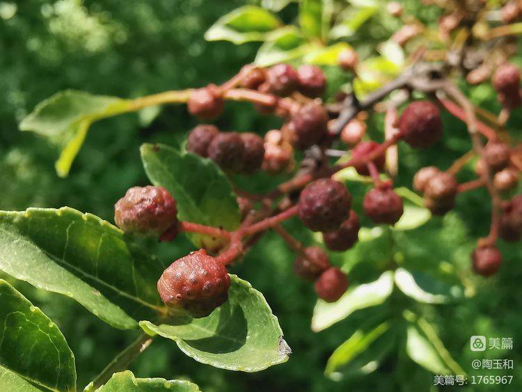 Picture of the method of planting the pepper tree
