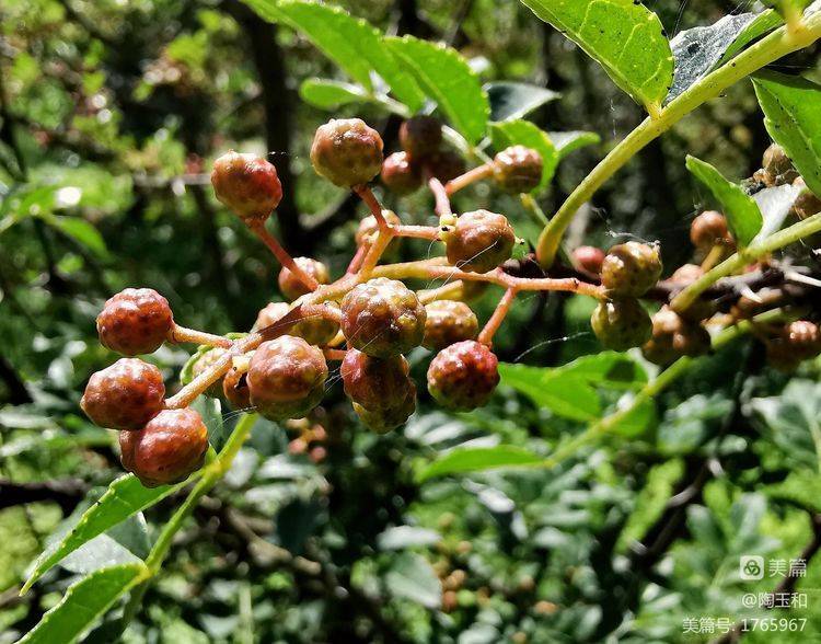 Picture of the method of planting the pepper tree