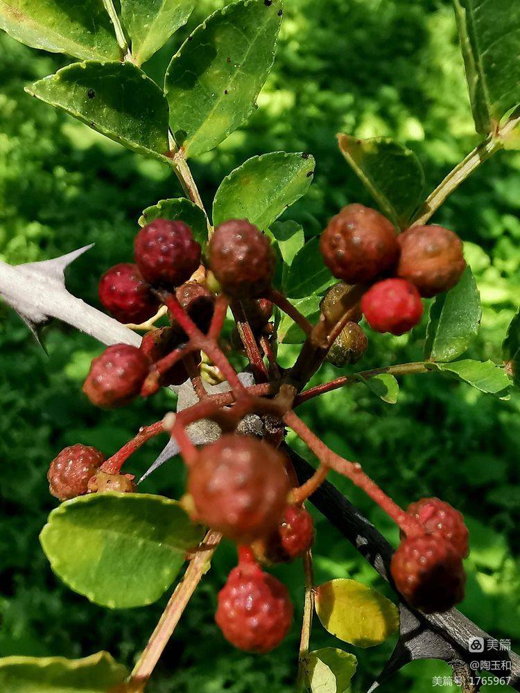 Picture of the method of planting the pepper tree