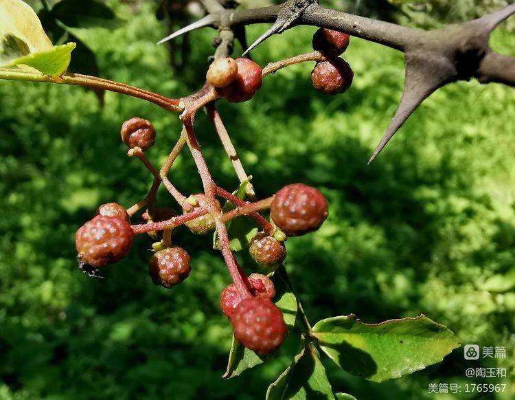 Picture of the method of planting the pepper tree