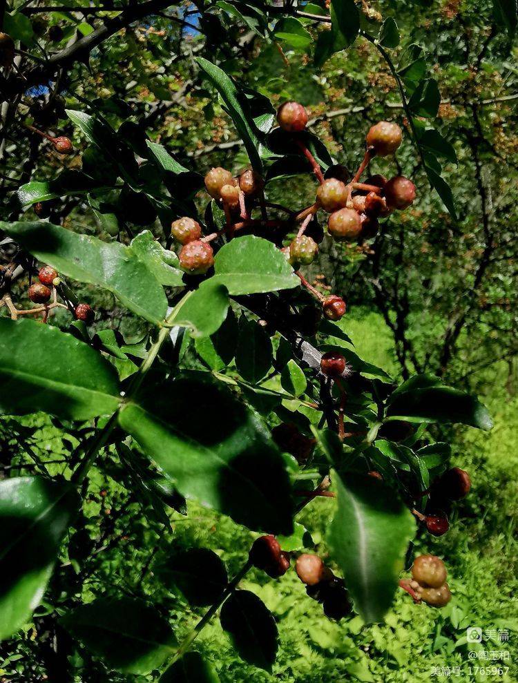 Picture of the method of planting the pepper tree