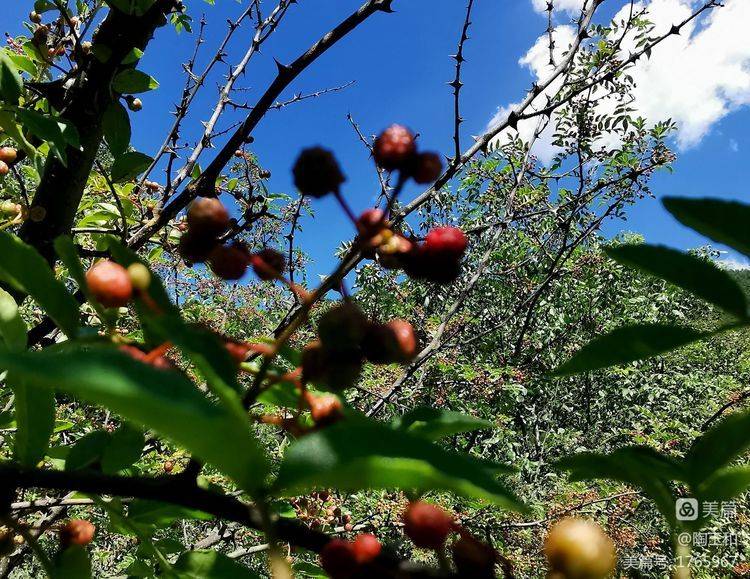 Picture of the method of planting the pepper tree