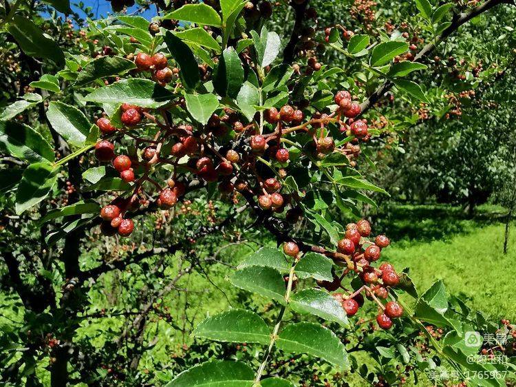 Picture of the method of planting the pepper tree
