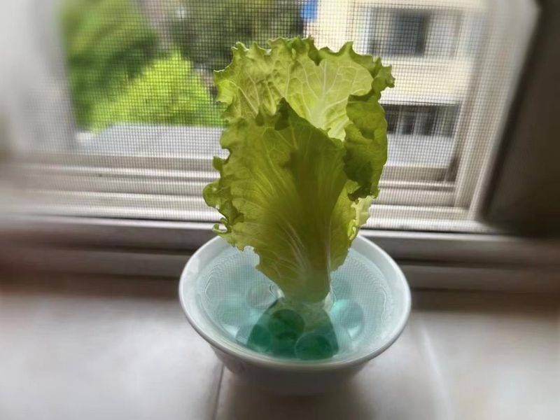 水生菜种植方法