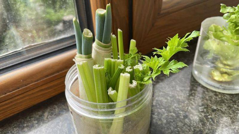 水生菜种植方法
