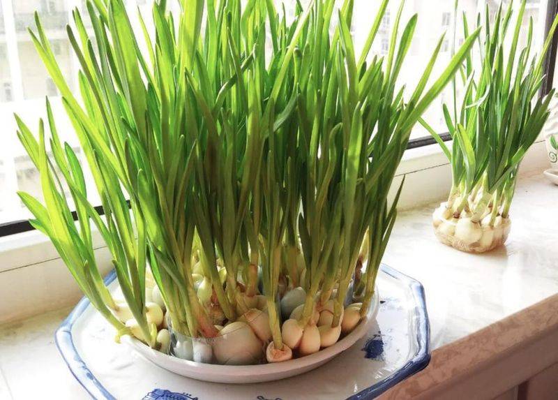 水生菜种植方法