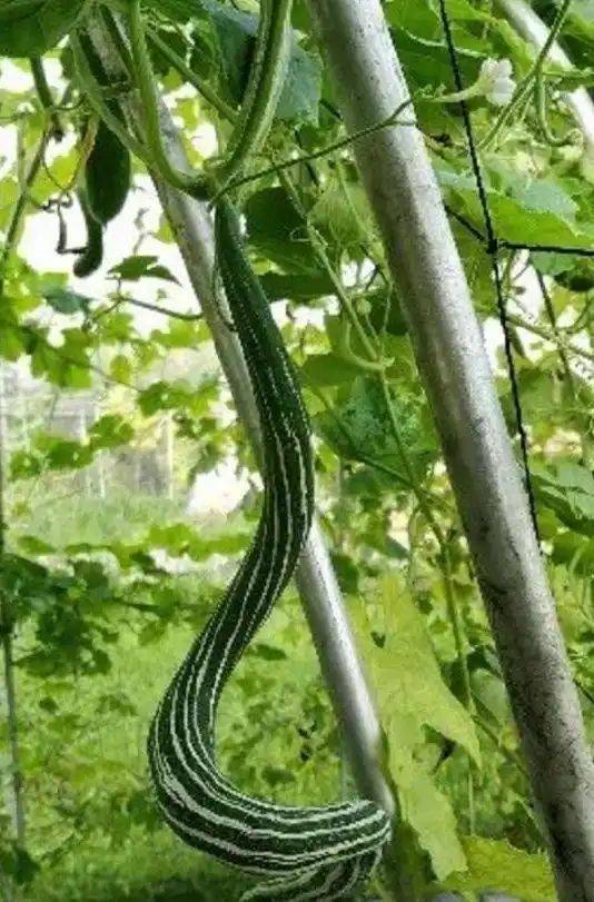 蛇瓜种植时间和方法