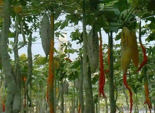 蛇瓜种植时间和方法