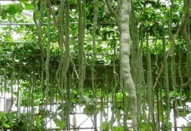 蛇瓜种植时间和方法