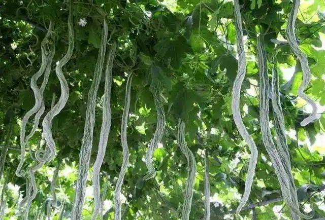 蛇瓜种植时间和方法