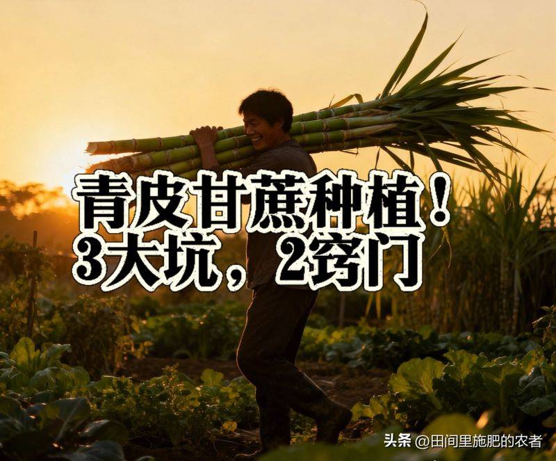 Green sugar cane cultivation methods