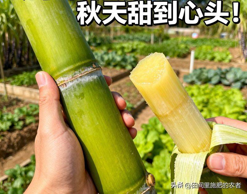 Green sugar cane cultivation methods