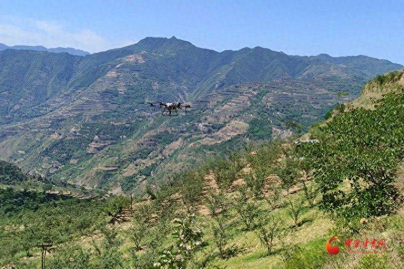 西和：抢抓时机做管护 静待花椒好“丰”景