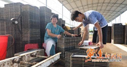 Jilin rice plantation technology video