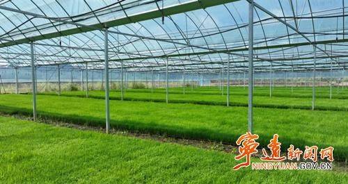 Jilin rice plantation technology video