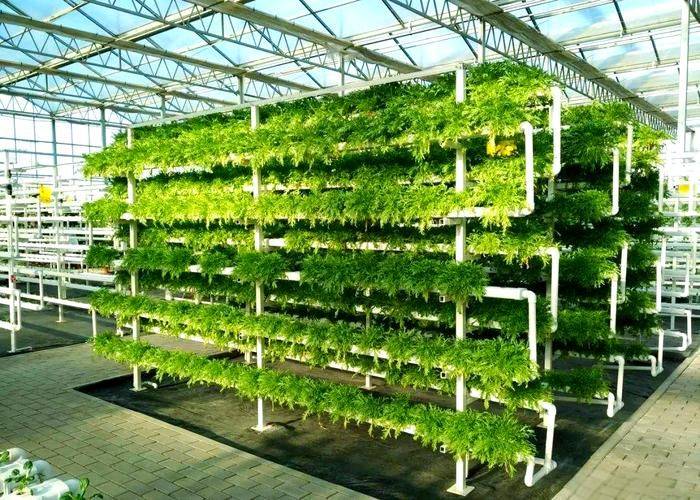 寿光有机蔬菜种植技术