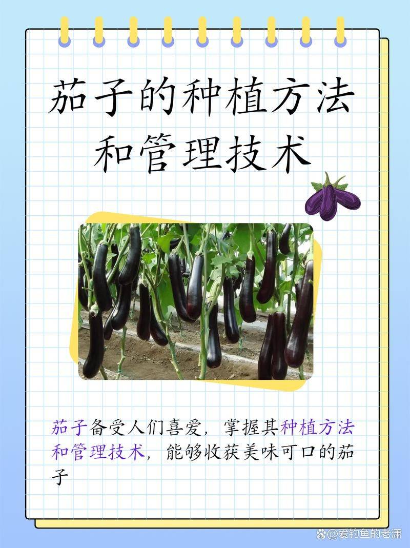 寿光有机蔬菜种植技术