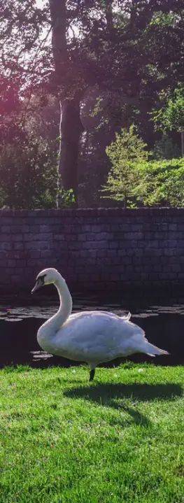 Kupchek emotional theory